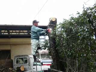 柿の木伐採2