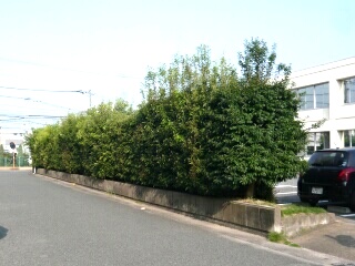 生垣の伐採1