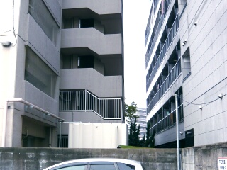 樹木の伐採2