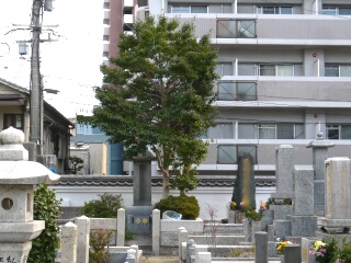 墓地の木伐採3