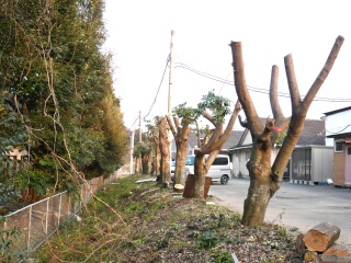 石垣の上の木伐採2