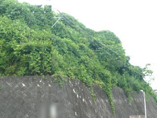 伐採1