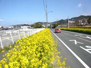 菜の花