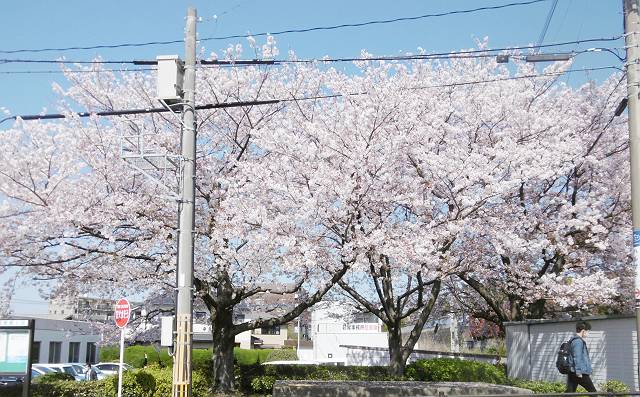 桜は咲いたのに