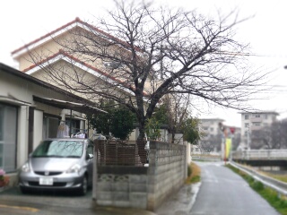 桜枝切り1