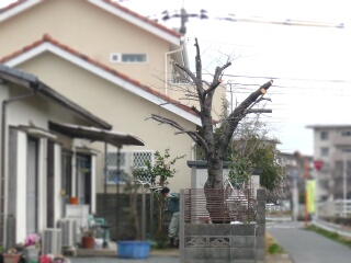 桜枝切り2