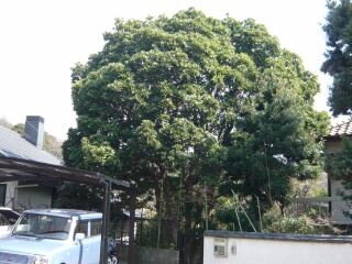 山桃1