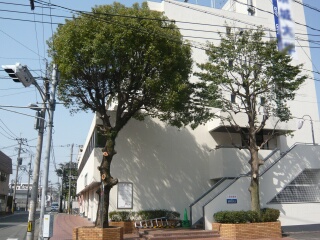 街路樹1