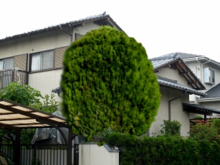 木をスリムに1
