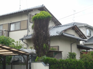 木をスリムに2