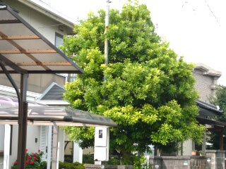 樹木の剪定1