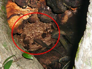 木穴のスズメバチ