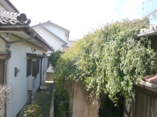 屋根のツタ1